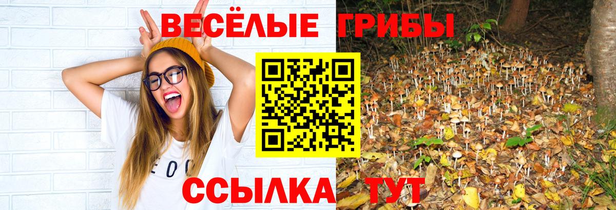 Камень-на-Оби  Галлюциногенные грибы Cubensis  Вход с VPN 