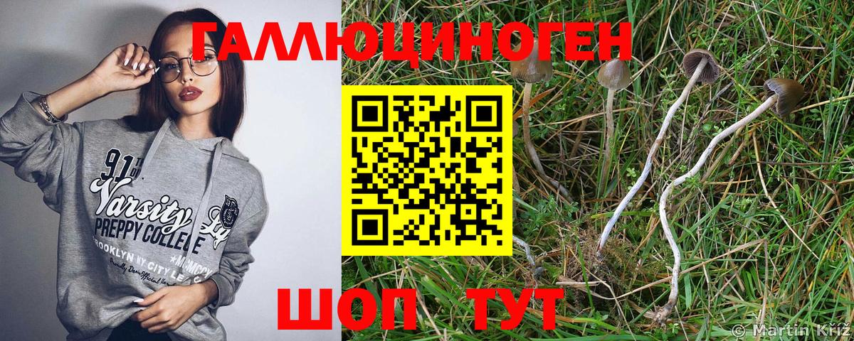 Галлюциногенные грибы Psilocybine cubensis Камень-на-Оби